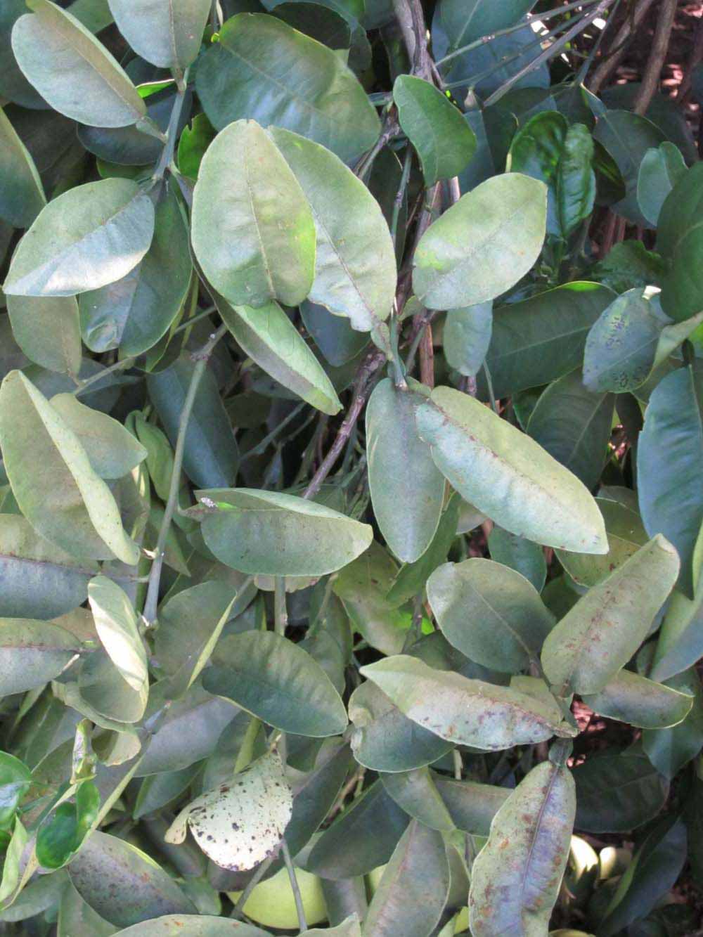              Shade leaves (Winter Haven, FL)       